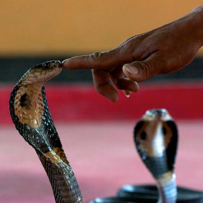 男子在著名的眼镜王蛇秀亲吻眼镜王蛇，这是骑行沙孟环路时最喜欢的停靠点之一