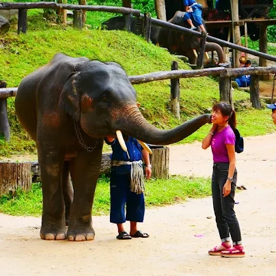 沙孟环路上湄沙大象营的大象照片