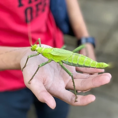 男孩在沙孟环路上的暹罗昆虫博物馆手持一只巨型昆虫