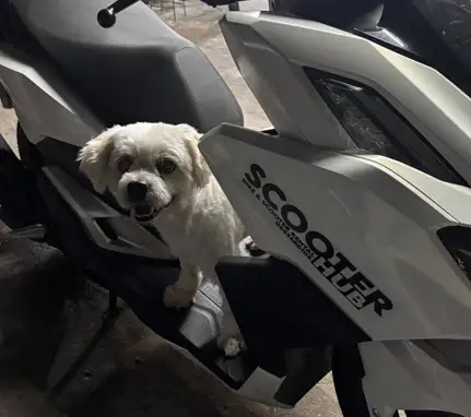 dog standing in the foot step area of a honda click 160