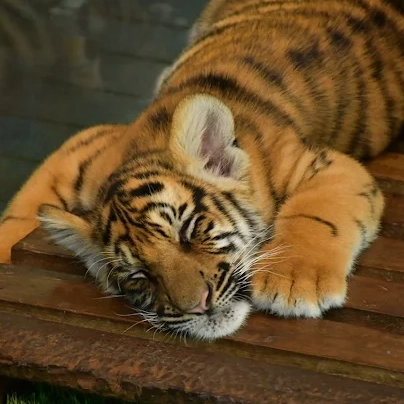 老虎王国的小老虎照片，这是沙孟环路上受欢迎的一站